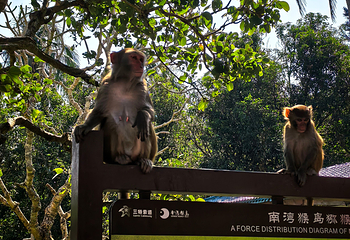 南湾猴岛生态旅游区第 121 张图片