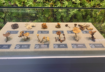 长白山自然博物馆第 22 张图片