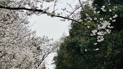 武汉大学第 61 张图片