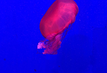 曼谷暹罗海洋世界第 108 张图片