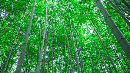 福建省华安竹类植物园第 1 张图片