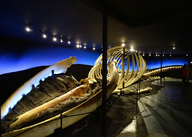 胡萨维克鲸鱼博物馆