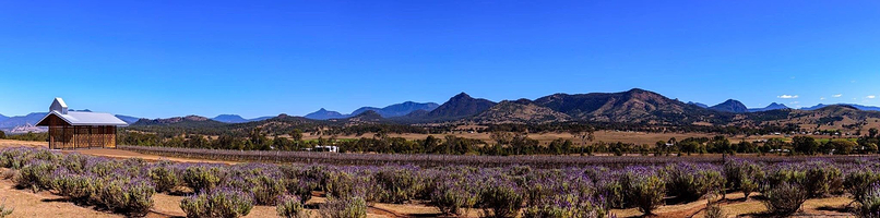 Kooroomba Vineyards and Lavender Farm