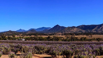 Kooroomba Vineyards and Lavender Farm