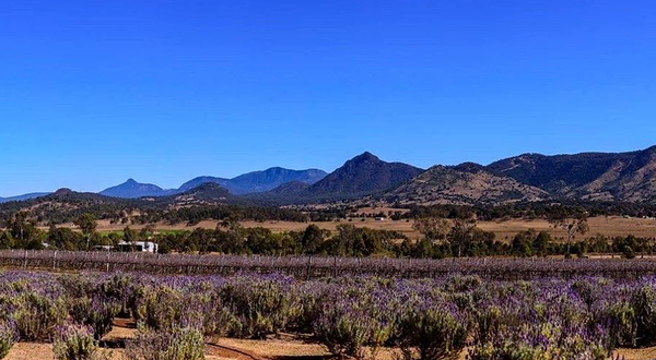 Kooroomba Vineyards and Lavender Farm