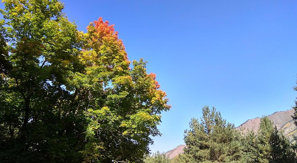 Ак-Суу Дендрариум