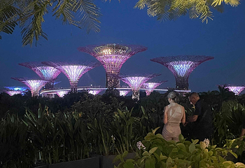 新加坡滨海湾花园第 524 张图片