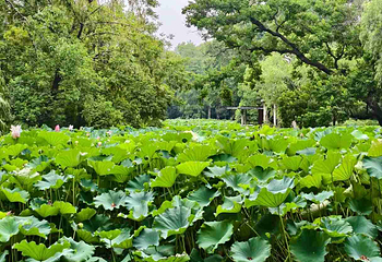 上海动物园第 68 张图片