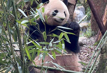 熊猫谷第 53 张图片