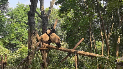 成都大熊猫繁育研究基地第 228 张图片