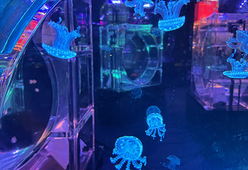 河内乐天世界水族馆第 26 张图片