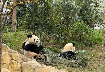 成都大熊猫繁育研究基地第 222 张图片
