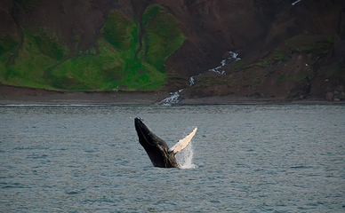 Salka Whale Watching第 13 张图片
