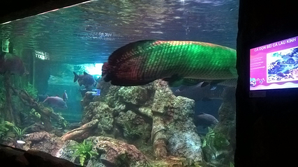 河内时代之城水族馆第 9 张图片