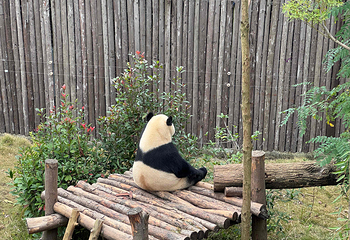 成都大熊猫繁育研究基地第 106 张图片