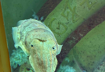 三亚亚特兰蒂斯失落的空间水族馆第 146 张图片