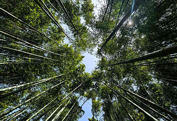 鲸鱼沟竹海风景区第 24 张图片