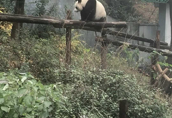 红山森林动物园第 326 张图片