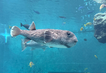 冲绳美丽海水族馆第 78 张图片