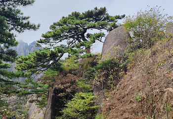 黄山风景区第 328 张图片