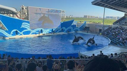 上海海昌海洋公园第 299 张图片