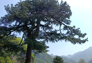 翠华山·秦岭终南山世界地质公园第 96 张图片