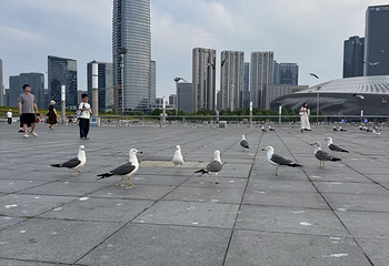 东港音乐喷泉广场第 20 张图片