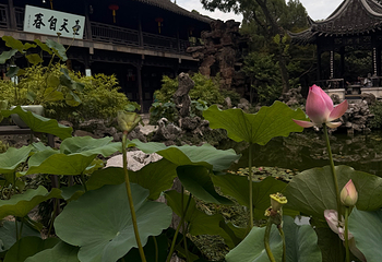 个园第 231 张图片