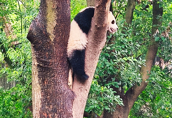 成都大熊猫繁育研究基地第 471 张图片