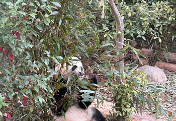 成都大熊猫繁育研究基地第 528 张图片