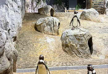 DMM Kariyushi水族馆第 11 张图片