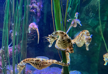 名古屋SEA LIFE水族馆第 5 张图片