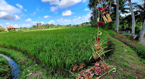 乌布卡姜街稻田漫步