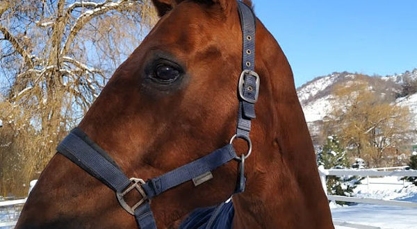 Конно-спортивный клуб 