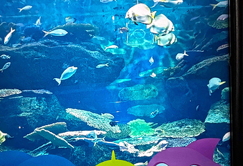 曼谷暹罗海洋世界第 70 张图片