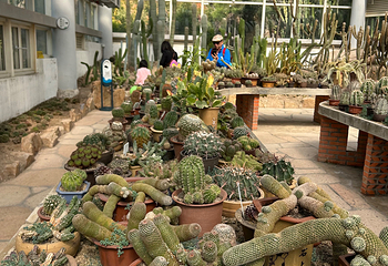 厦门园林植物园第 140 张图片