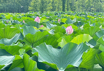 玄武湖景区第 132 张图片