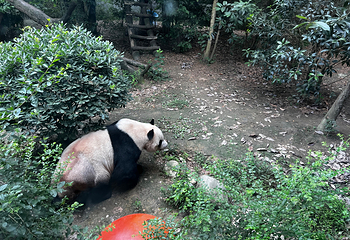 成都动物园第 47 张图片