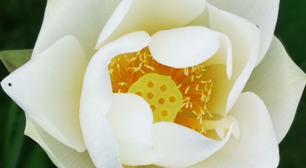 黄丝旅游度假景区