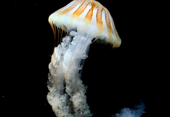 浅虫水族馆第 7 张图片