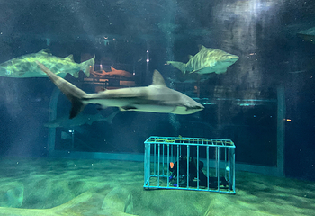 茨城县大洗水族馆第 24 张图片