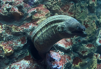 热那亚水族馆第 20 张图片
