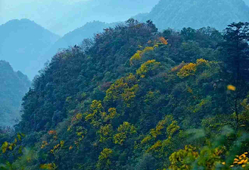 峨眉山第 225 张图片