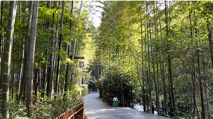 天目湖南山竹海第 153 张图片