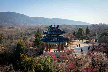 梅花山第 24 张图片