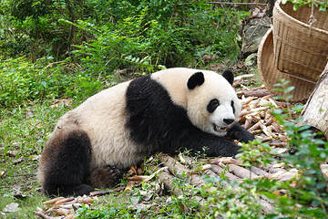 成都大熊猫繁育研究基地第 34 张图片