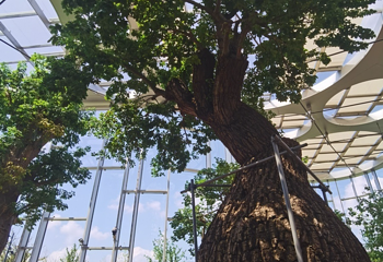 上海温室花园第 255 张图片