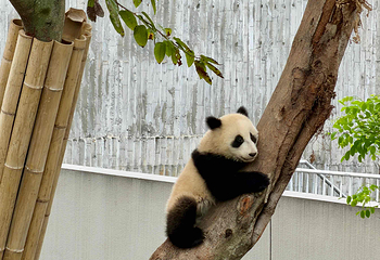 成都大熊猫繁育研究基地第 216 张图片