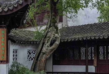 拙政园第 168 张图片