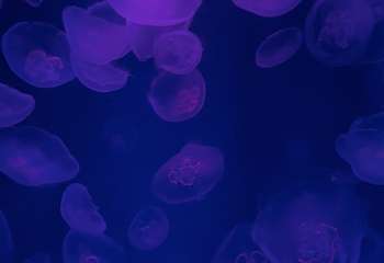 釜山SEA LIFE水族馆第 51 张图片